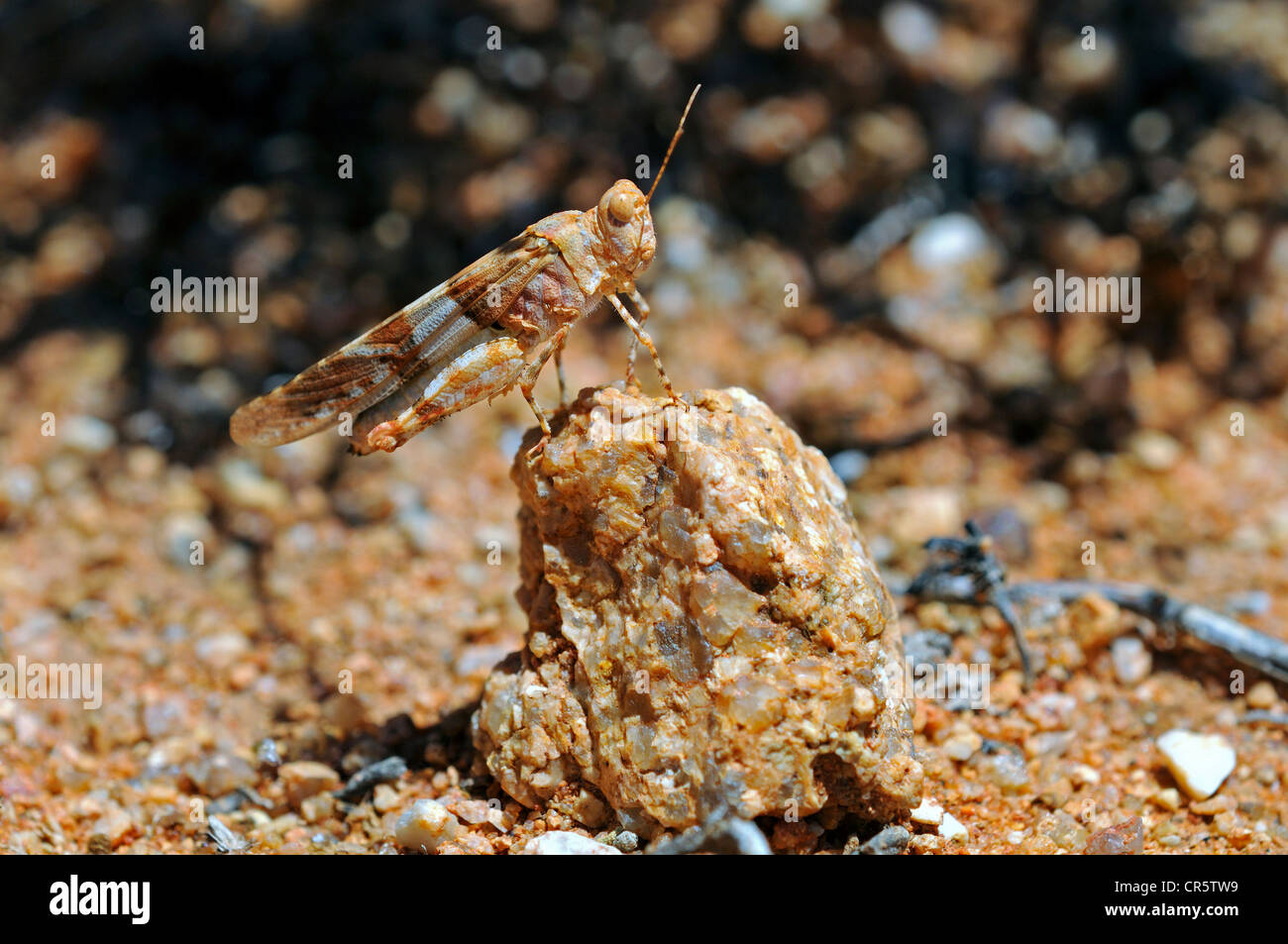 Grabende Grasshopper oder kurzen Hörnern Grasshopper (Acrotylus), Goegap Nature Reserve, Namaqualand, Südafrika, Afrika Stockfoto