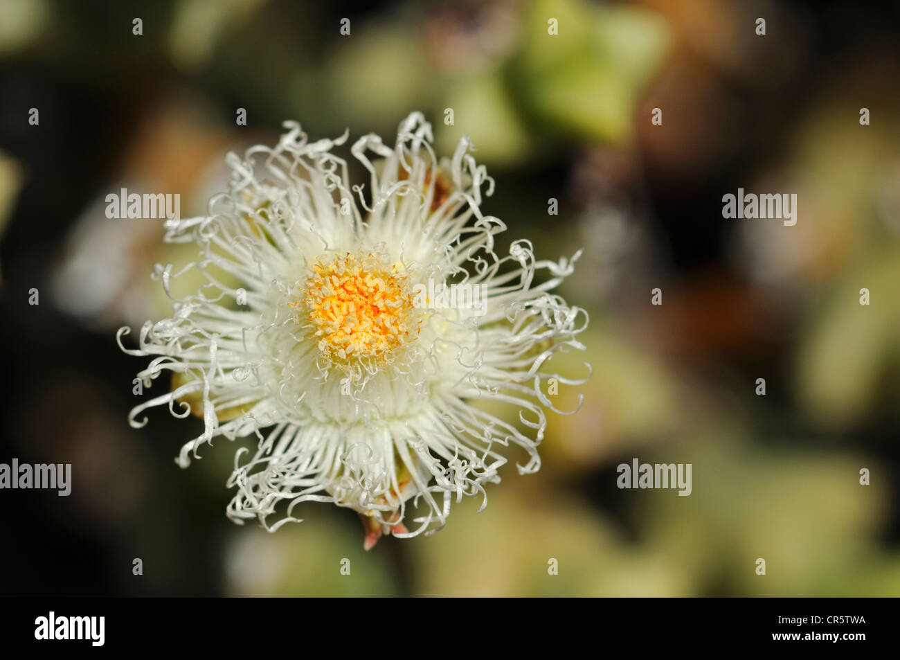 Blühende Polymita Albiflora in seinem natürlichen Lebensraum, Mittagsblumengewächsen, Mesembs, Goegap Nature Reserve, Namaqualand, Südafrika Stockfoto
