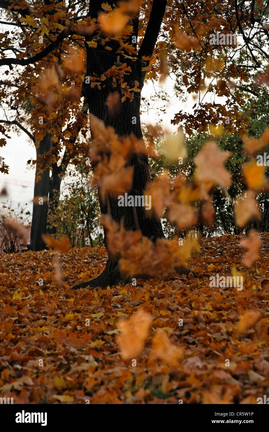Herbst Blätter fallen vom Baum im Park von Spielberg Schloss Spielberg ...