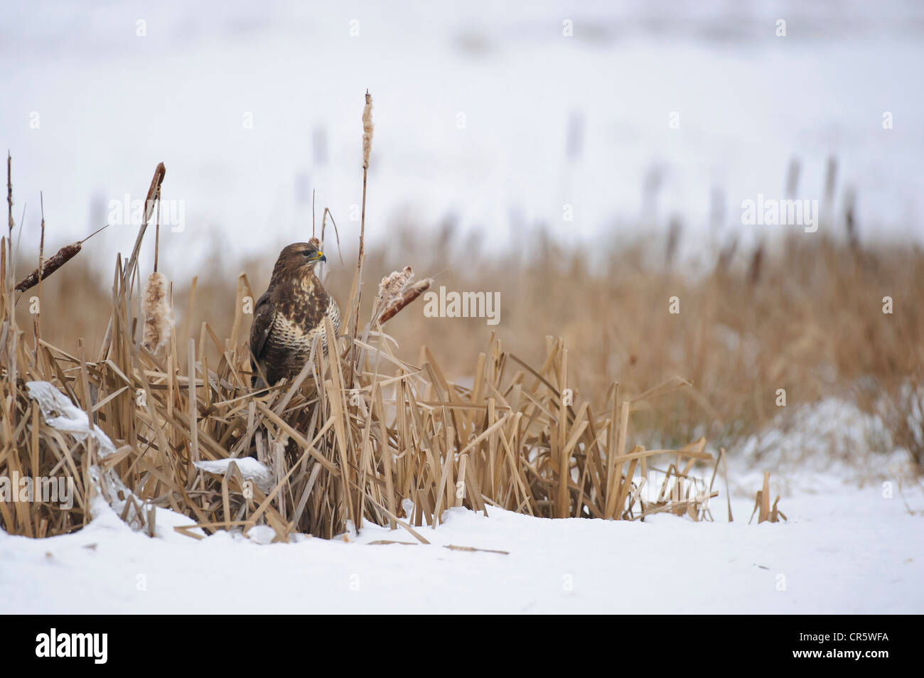 Mäusebussard (Buteo Buteo), Feldberger Seenlandschaft, Mecklenburg-Vorpommern, Deutschland Stockfoto