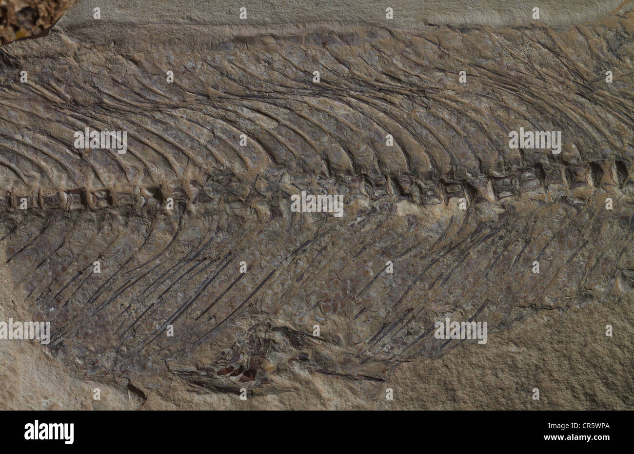 Teil des Skeletts Rumpf von einem prähistorischen versteinerten höhere Knochenfische, gefunden in der östlichen Wüste von Jordanien. Stockfoto