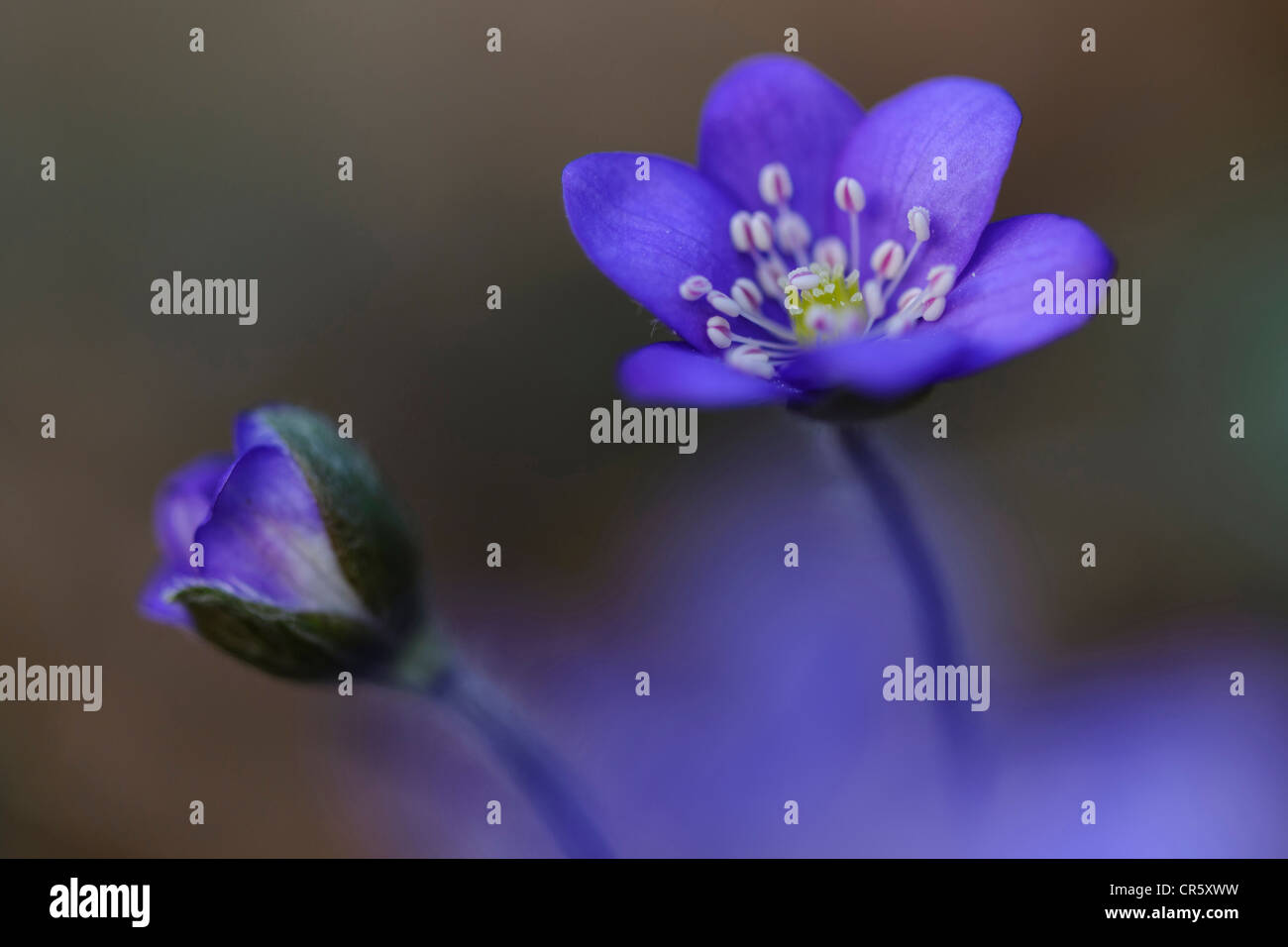 Lebermoos (Anemone Hepatica), Deutschland Stockfoto