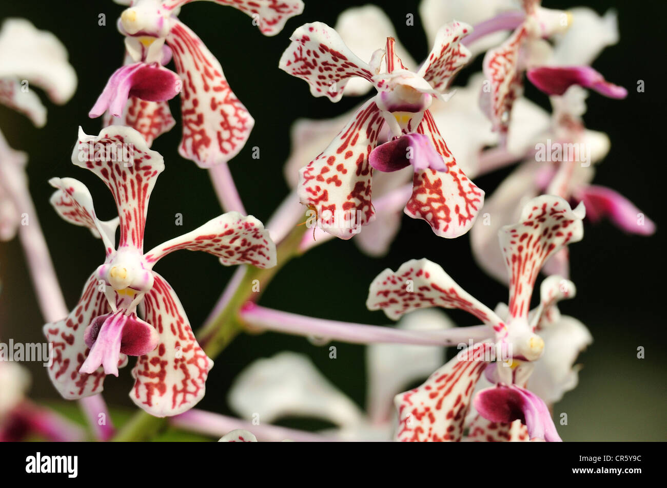 Orchidee, Bali Botanischer Garten Bedugul, Indonesien, Asien Stockfoto