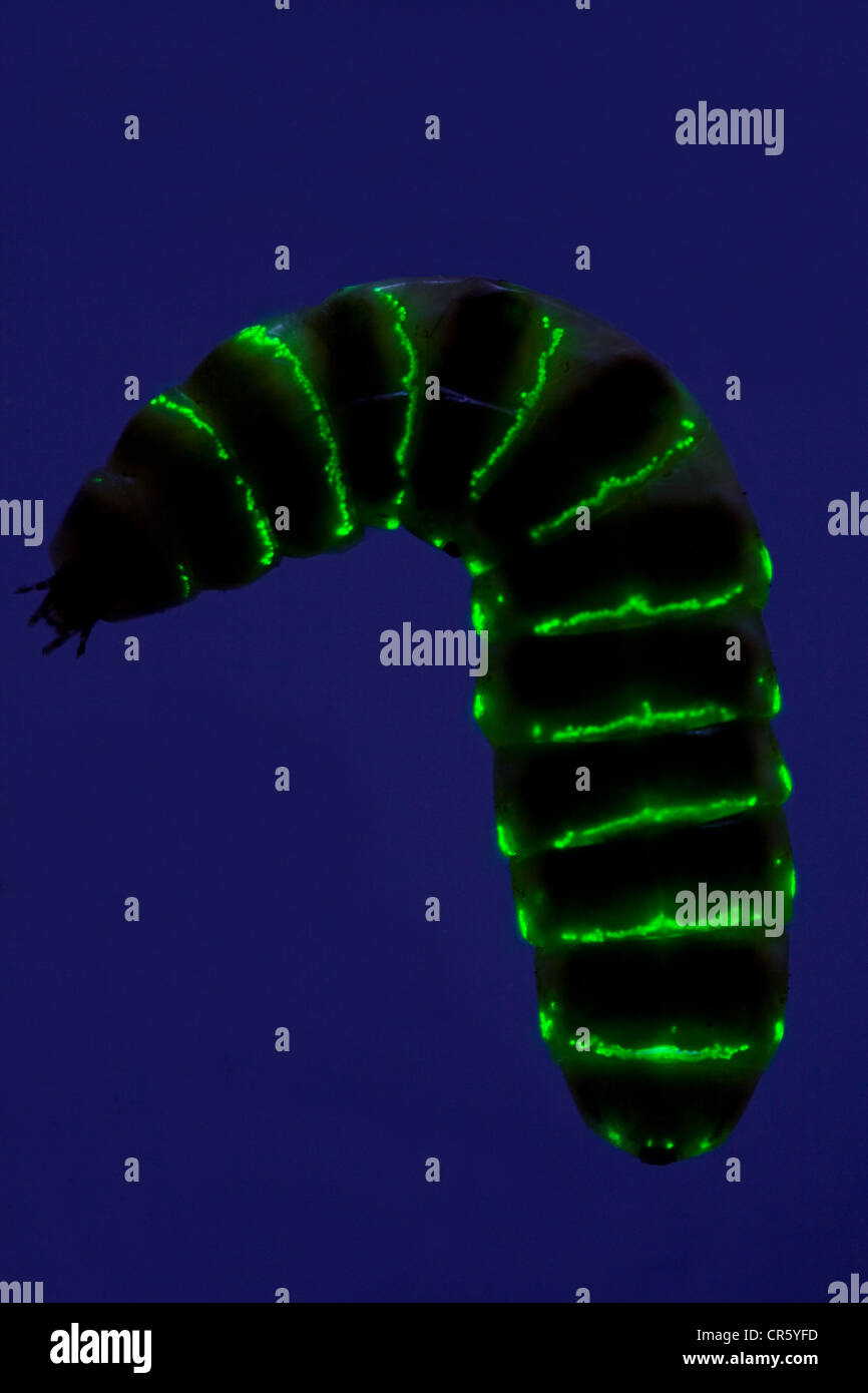 Glow Worm emittierende grünes Licht in der Nacht Stockfoto