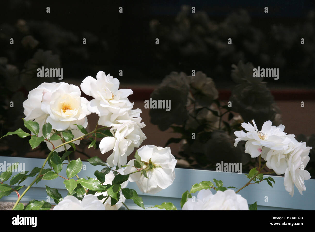 Weiße Rosen in Glas reflektiert. Stockfoto