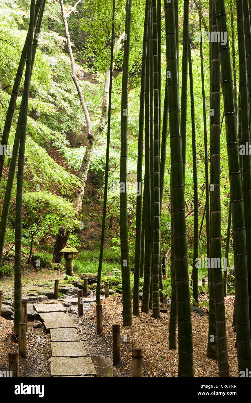 Japan, Insel Honshu, Kanto Region, Kamakura, Hokoku-Ji-Tempel auch bekannt als Bambus Tempel, Bambuswald Stockfoto