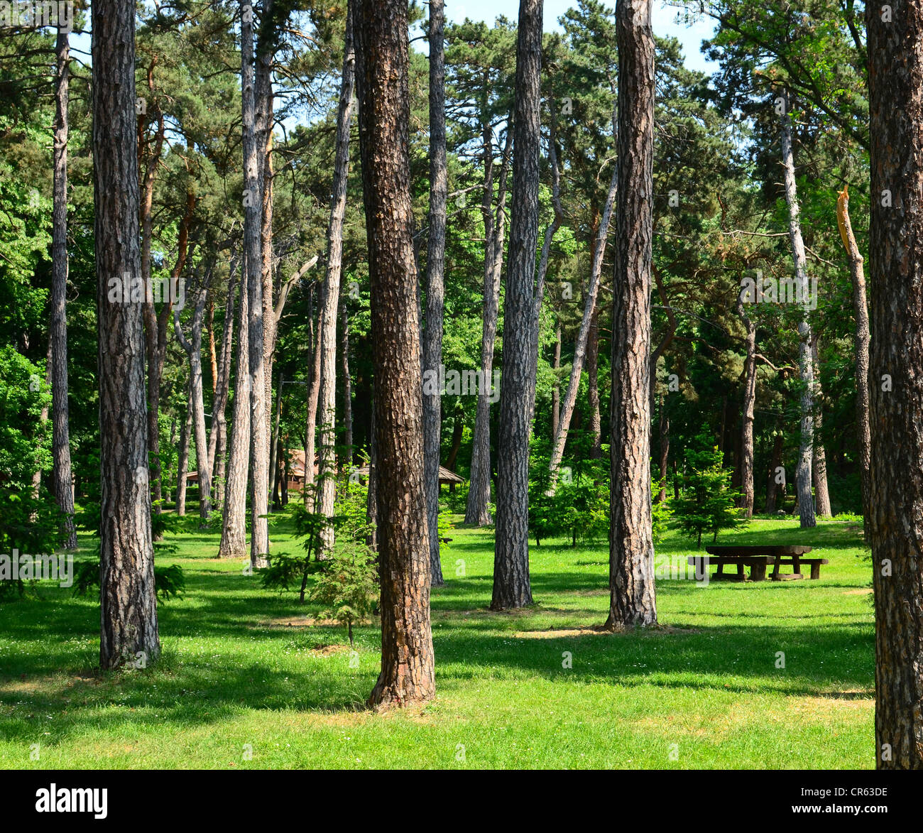 Schöne Landschaft der grünen Wald mit Picknicktisch und Hütte Stockfoto