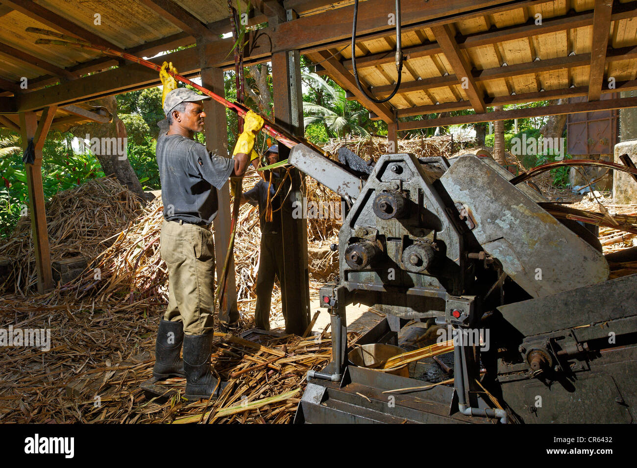 Mauritius South Coast Savanne Bezirk Tee Straße Saint Aubin Domaine de Saint Aubin Pressen Zuckerrohr für die Destillation von Rhum Stockfoto