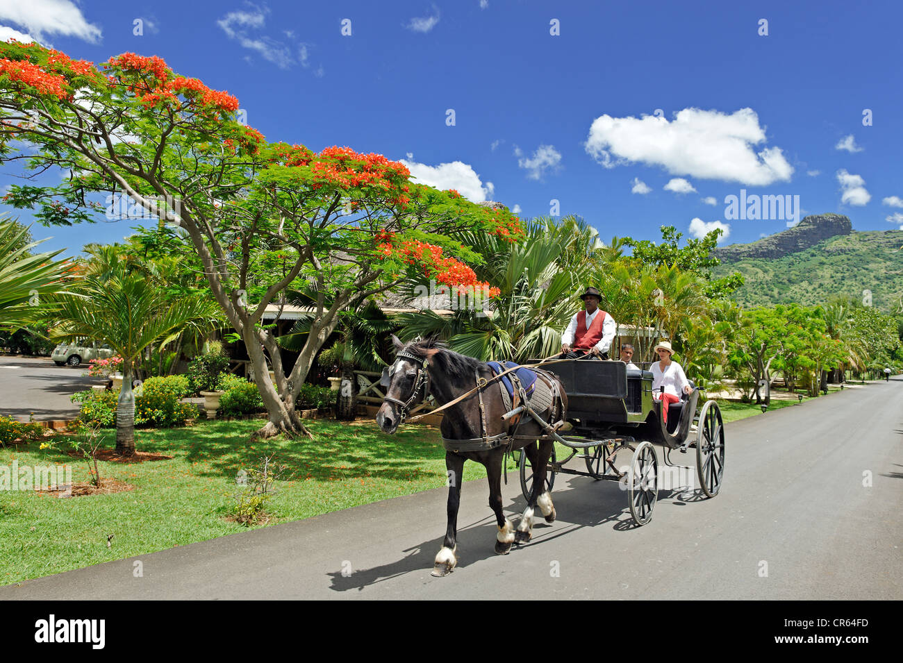 Mauritius Moka Bezirk Pailles Domaine des Pailles Deauville Kutsche gezogen von Schwarz Welsh Cob Hengst, vorbei an Stockfoto