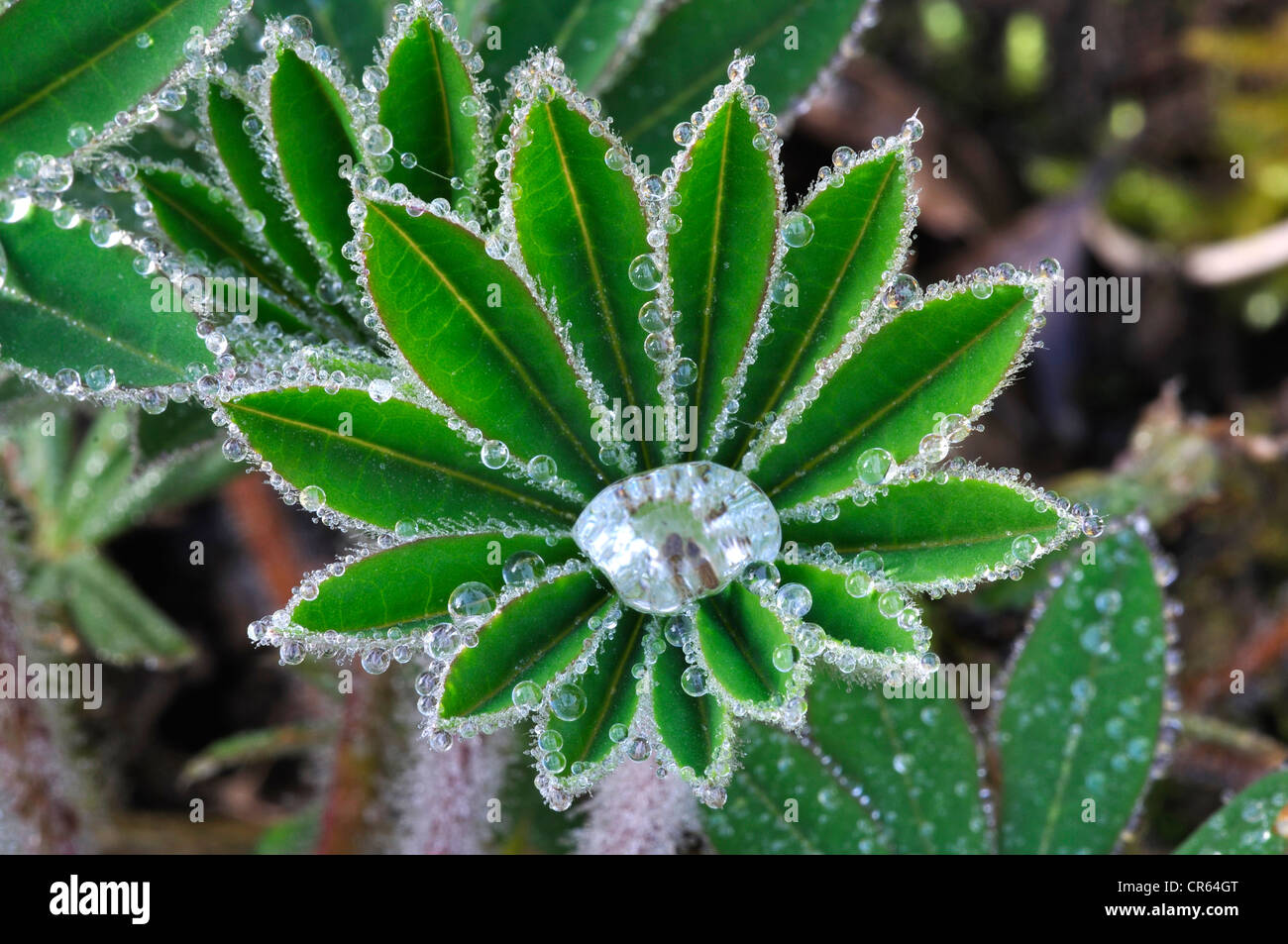 Eine Lupine Blatt bedeckt mit Wassertropfen UK Stockfoto