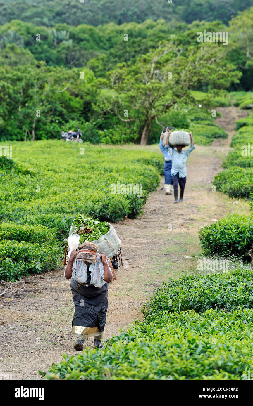 Mauritius, Südküste, Savanne Bezirk, Bois Cheri, Tee-Straße, Ernte und Tee sammeln in den Bergen Stockfoto