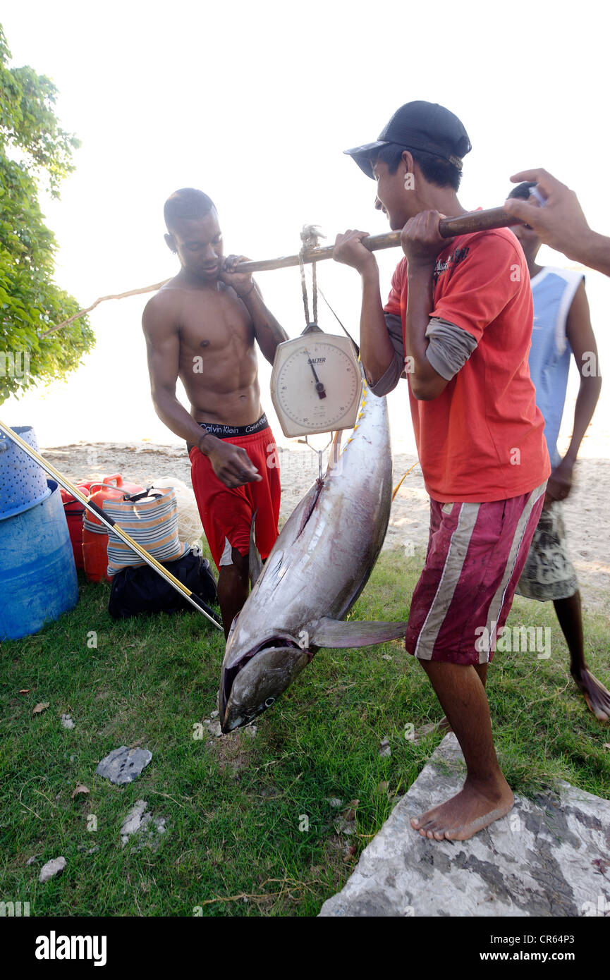 Mauritius, Südwestküste, Black River District, Tamarin, wiegen von gelben Thunfische am Strand bei Rückkehr vom Fischen Stockfoto