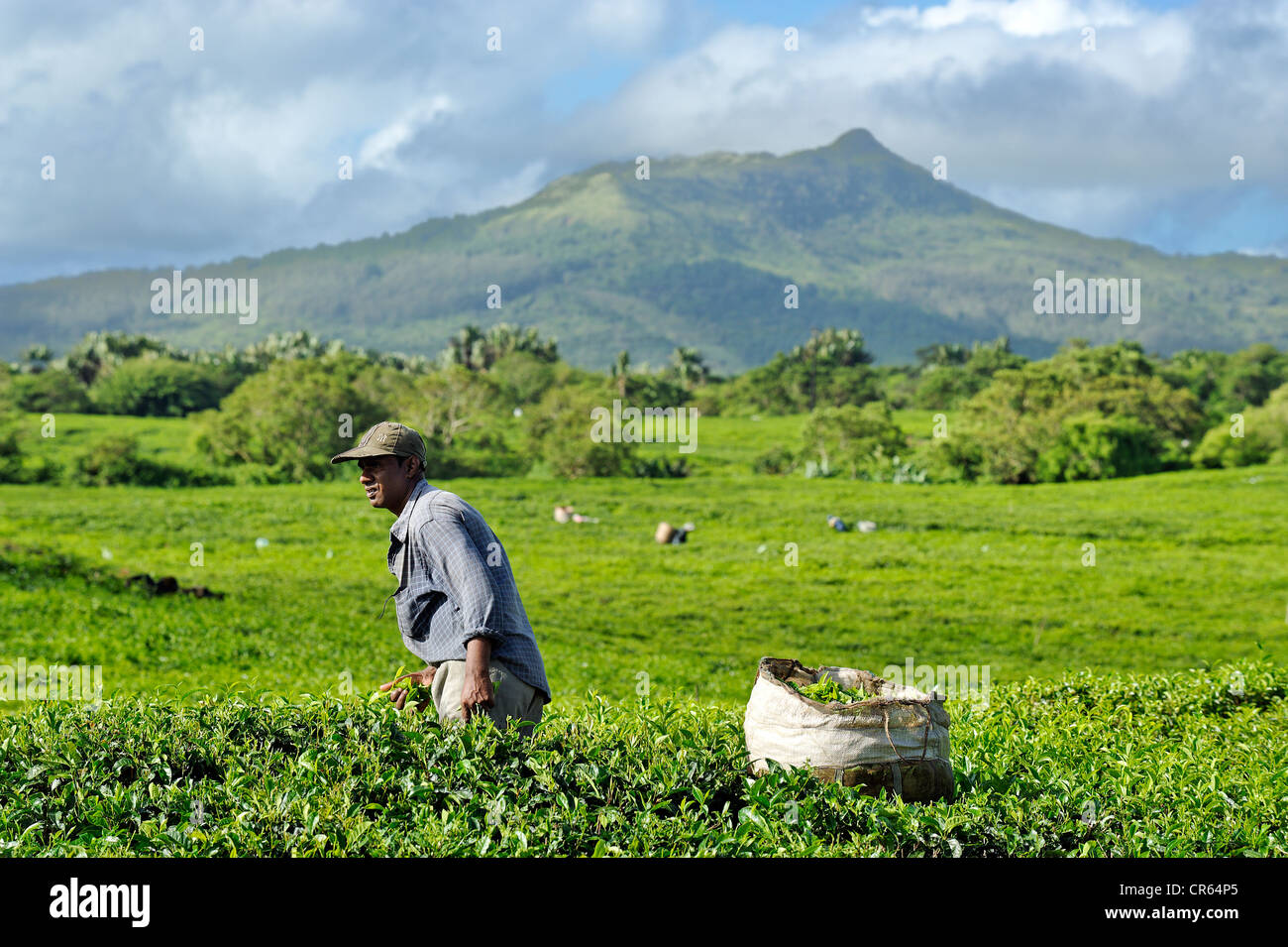 Mauritius, Südküste, Savanne Bezirk, Bois Cheri Tee Road, Teeernte auf der Seite der Bois Cheri Hills Stockfoto