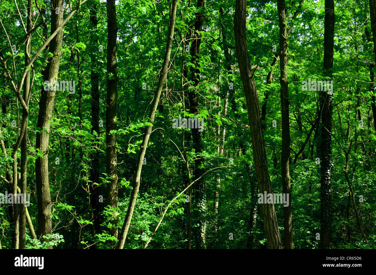 Grünen Wald Hintergrund Stockfoto