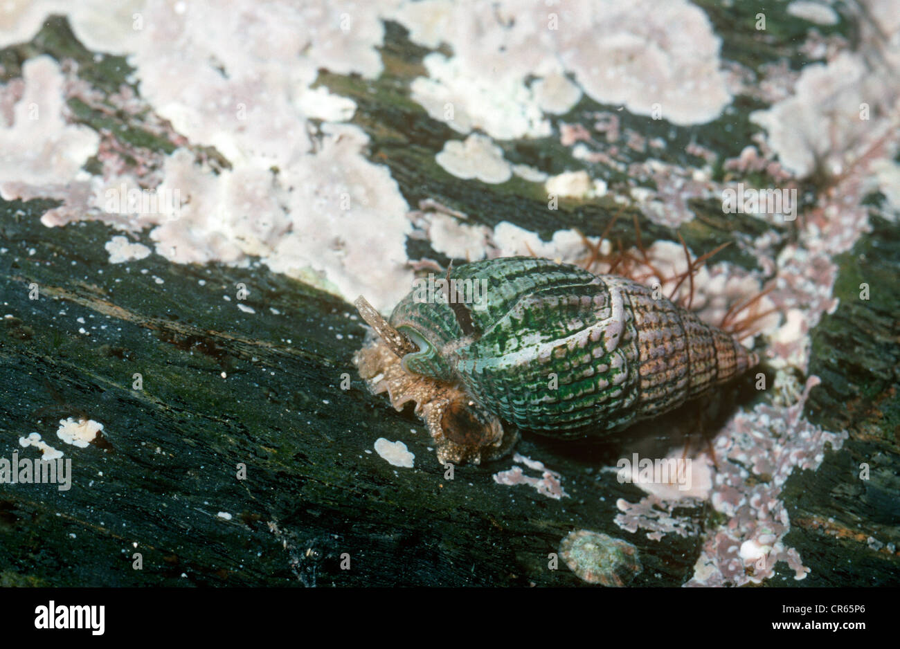 Verrechnete Hund-Wellhornschnecke (Hinia Reticulata (= Nassarius Reticulatus)) in einem Rockpool UK Stockfoto