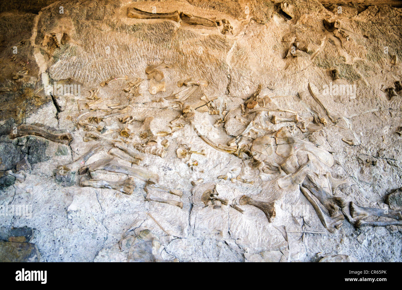 Dinosaurier Fossilien im Dinosaur National Monument, Colorado / Utah, USA Stockfoto