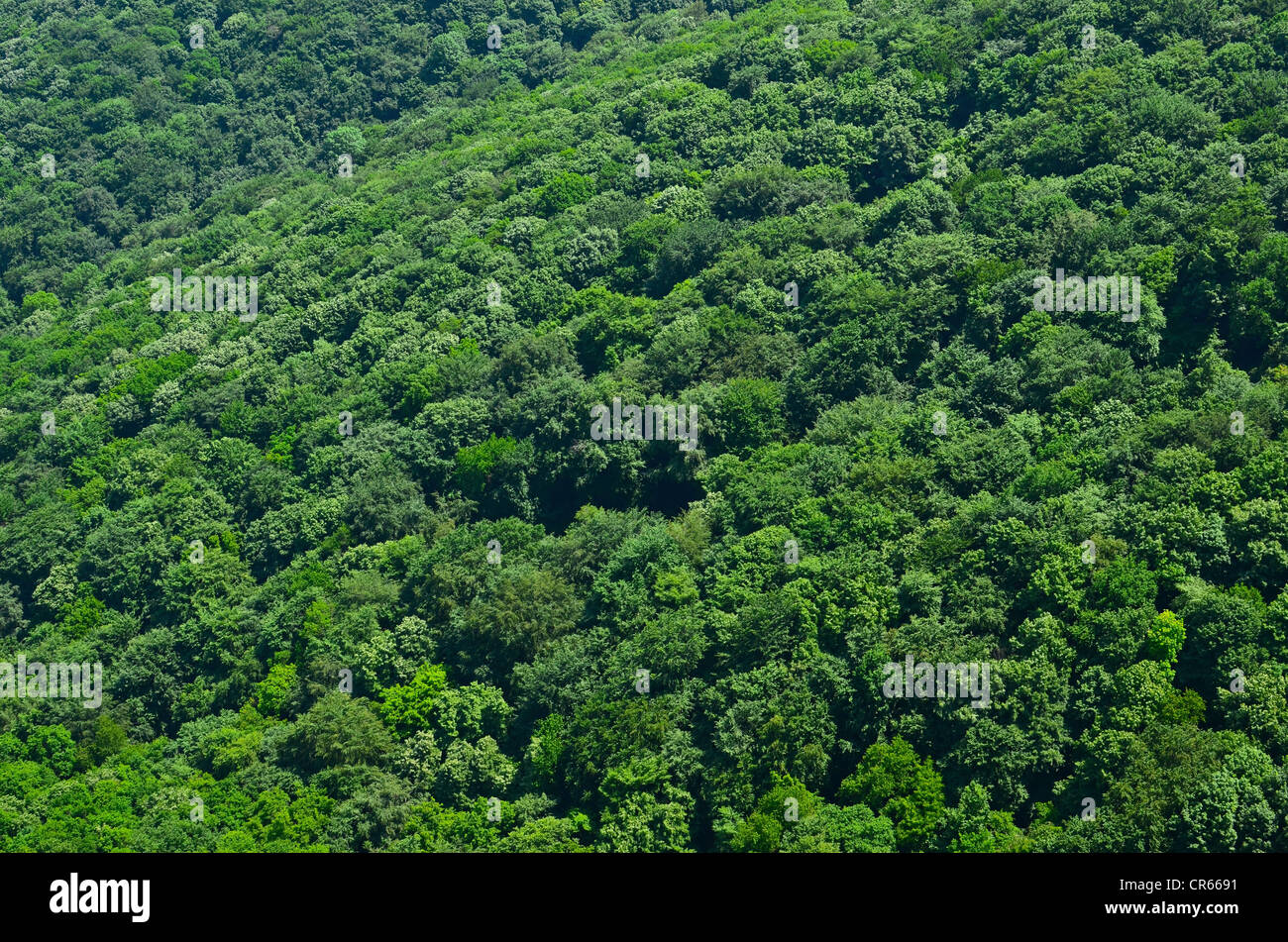 Schöne Aussicht auf den grünen Wald Stockfoto