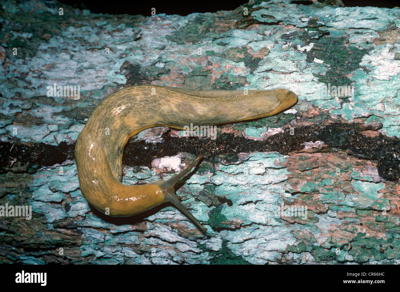 Große Schnecke (Trichotoxon SP.) im Makadara Wald, Shimba Hills, Kenia Stockfoto