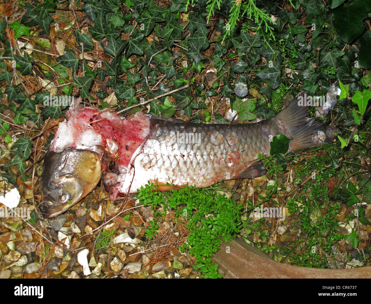 Ein Graskarpfen von einem Gartenteich getötet und gegessen werden teilweise durch eine otter Stockfoto