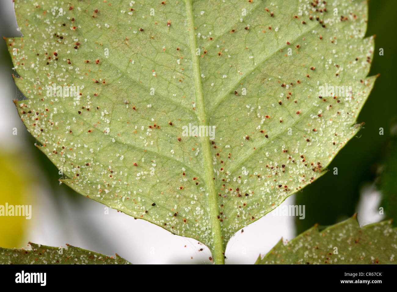 Carmine Spinnmilben (Tetranychus Cinnabarinus) Befall und Schäden an eine kleine Topfpflanze rose Stockfoto