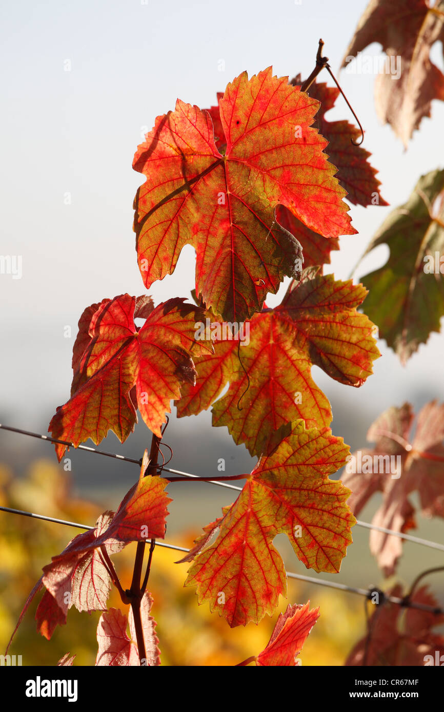 Deutschland, Bayern, Blick auf Reben Blätter im Herbst Stockfoto