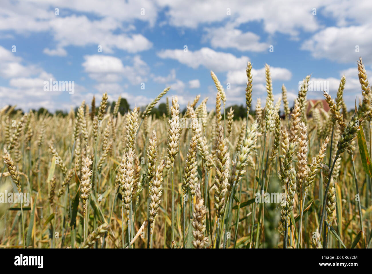 Deutschland, Bayern, Blick auf gemeinsame Weizenfeld Stockfoto