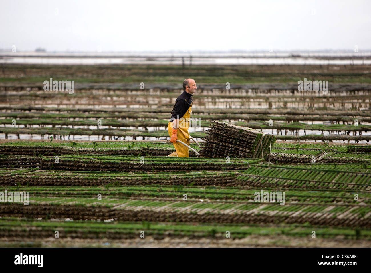 Frankreich, Charente Maritime, Fouras, Oyster spuckte werden auf Röhren erfasst. Stockfoto