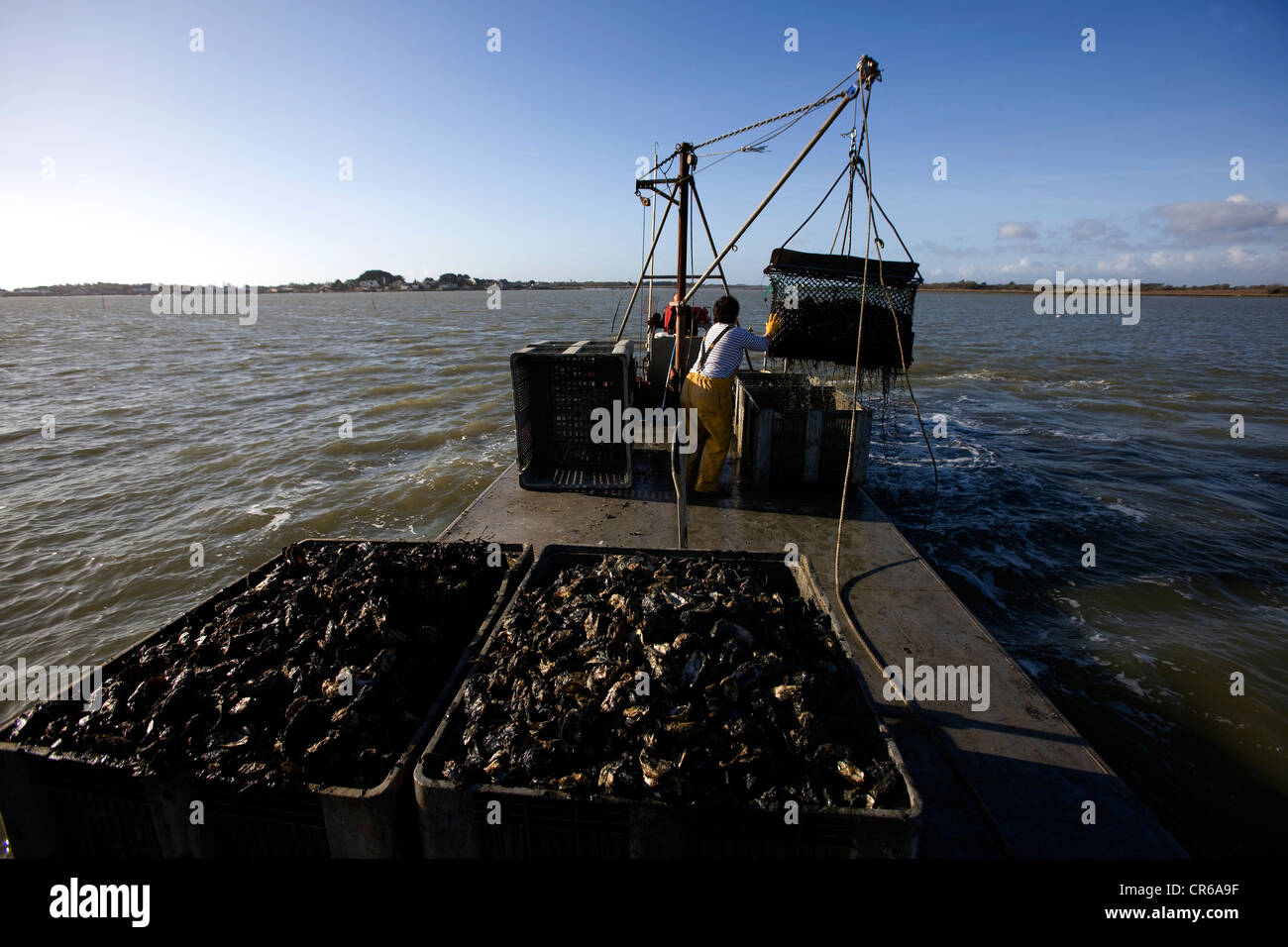 Frankreich, Morbihan, Presqu'ile de Rhuys, Le Tour du Parc, Penerf Fluss bei Hochwasser, die Austern werden gesammelt von Baggerarbeiten Stockfoto