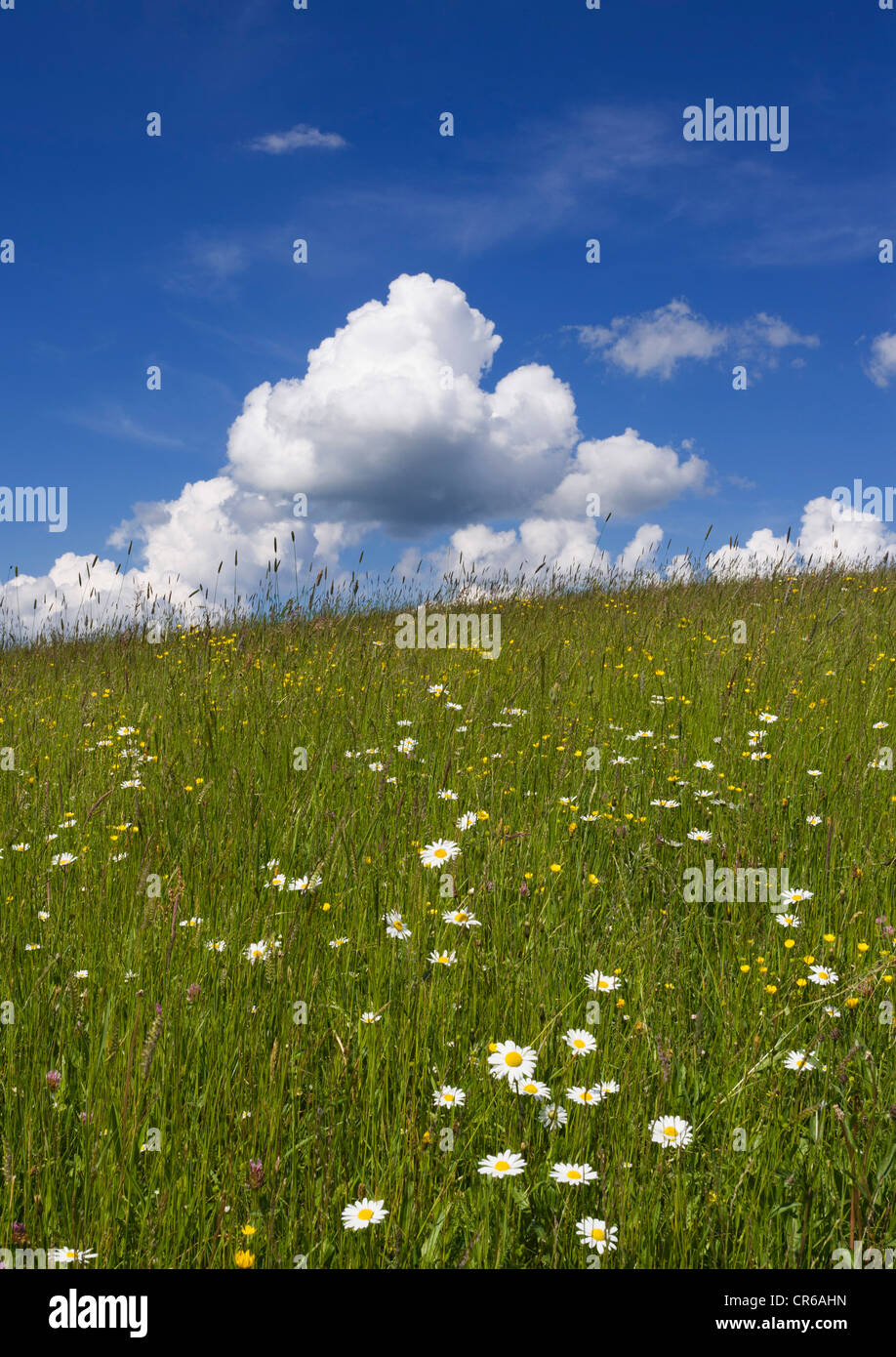Österreich, Salzkammergut, Blick auf Blumenwiese im Frühling Stockfoto
