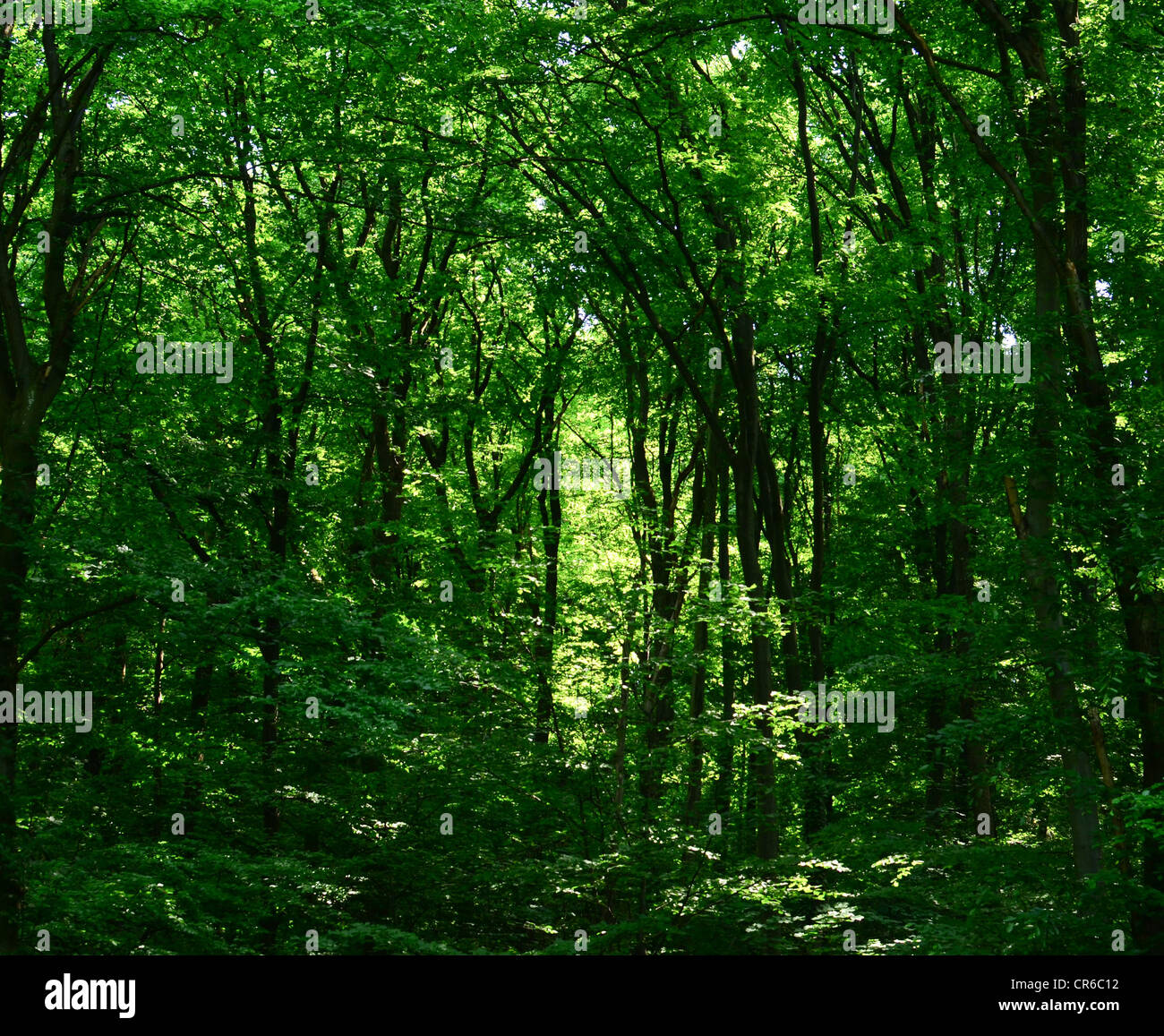 Schöne Aussicht auf die grünen Regenwald Stockfoto