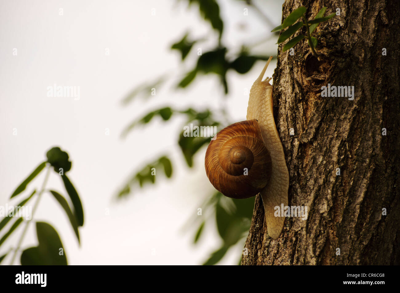 Garten-Schnecke Stockfoto