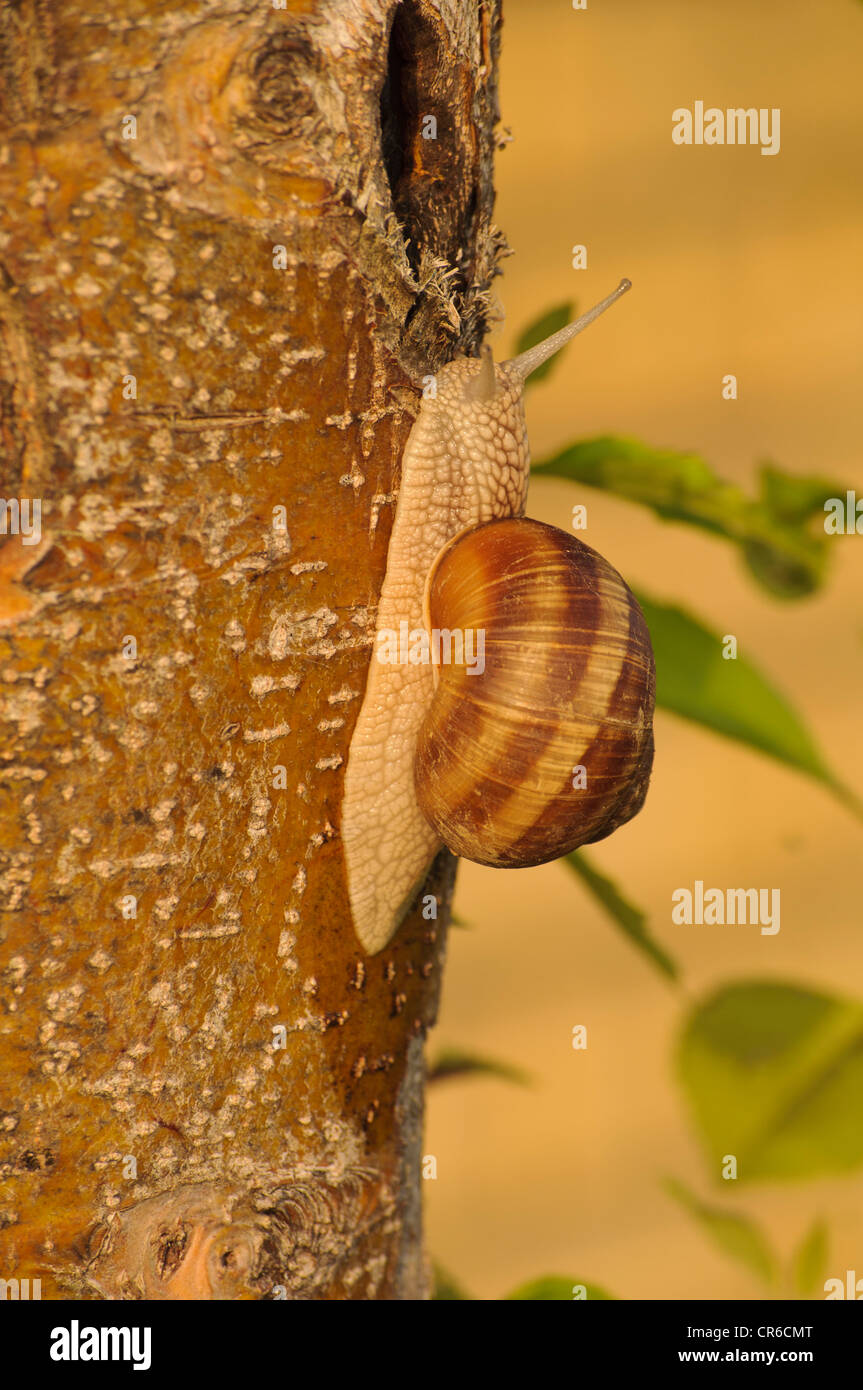 Schnecke Stockfoto