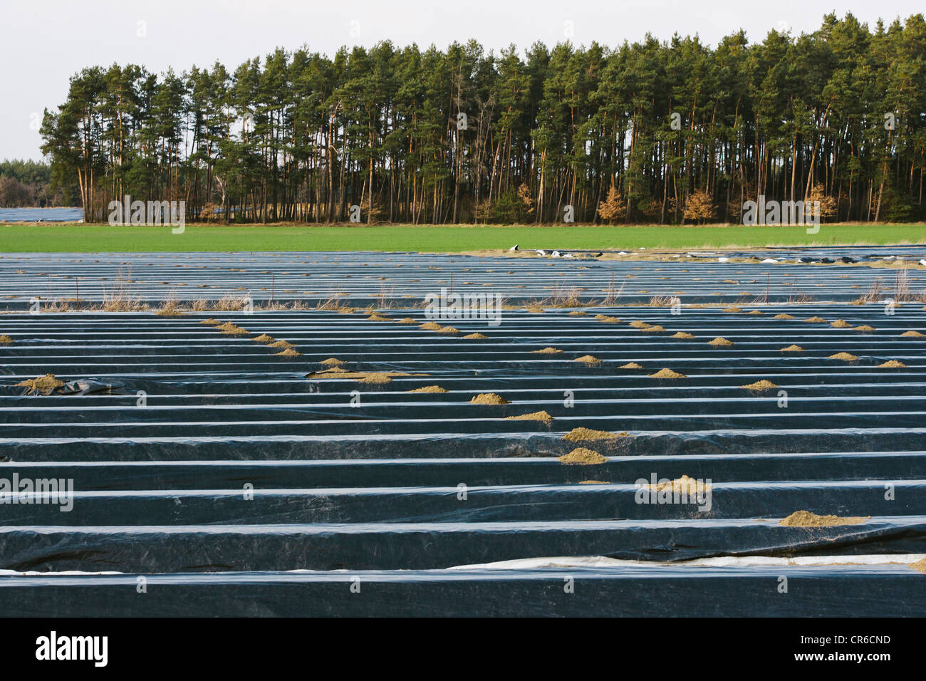 Deutschland, Blick auf Spargel Anbau Ende März Stockfoto