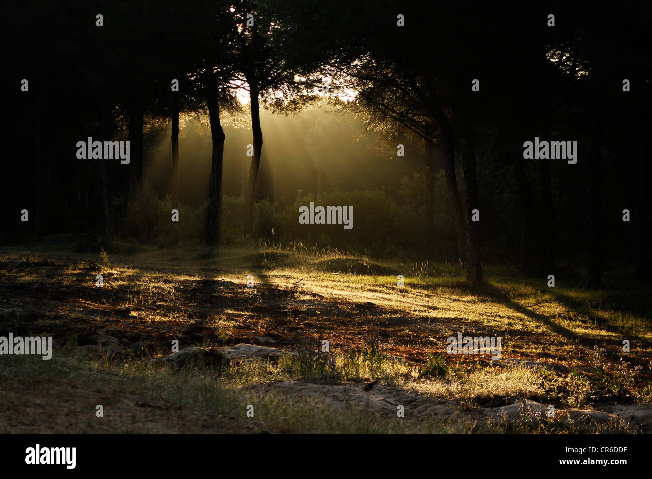 Kiefernwald im Nationalpark Donana, Provinz Huelva, Andalusien, Spanien Stockfoto