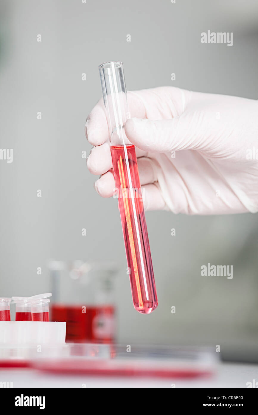 Deutschland, Bayern, München, Wissenschaftler halten roten Flüssigkeit in Reagenzglas für die medizinische Forschung im Labor Stockfoto