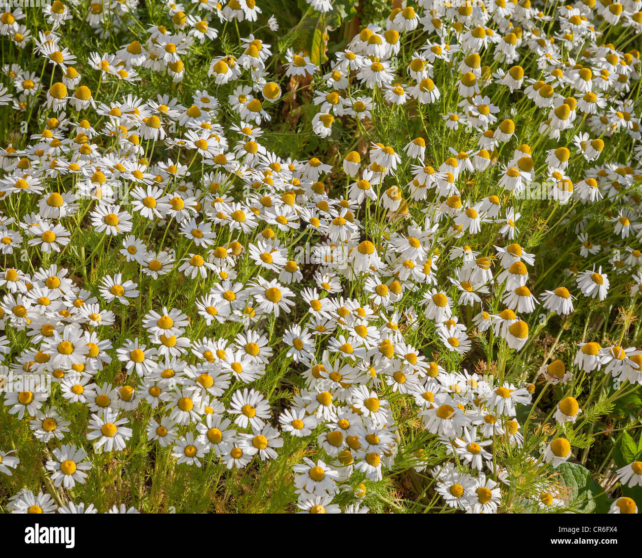 Bereich des Meeres Mayweed in voller Blüte, Borgarfjörður, Island Tripleurospermum Maritimum ist auch bekannt als Matricaria maritimum Stockfoto