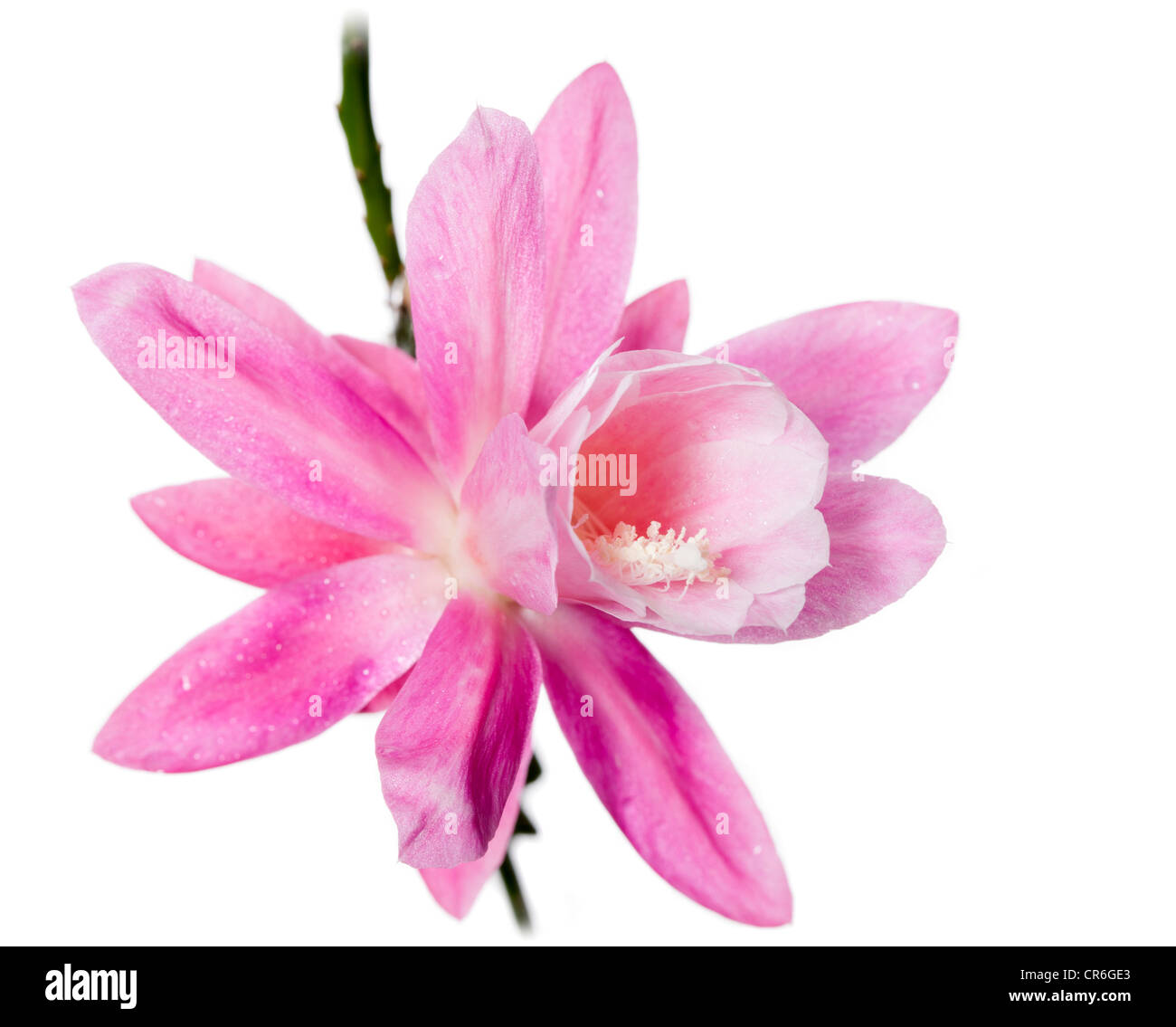 Teich-Lily Cactus (Nopalxochia Phyllanthoides) Stockfoto