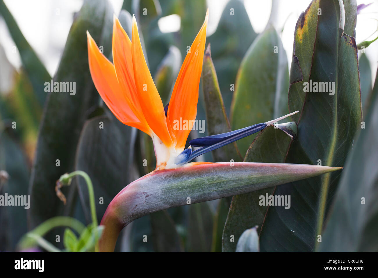 Kran Blume, Papegojblomma (Strelitzia reginae) Stockfoto
