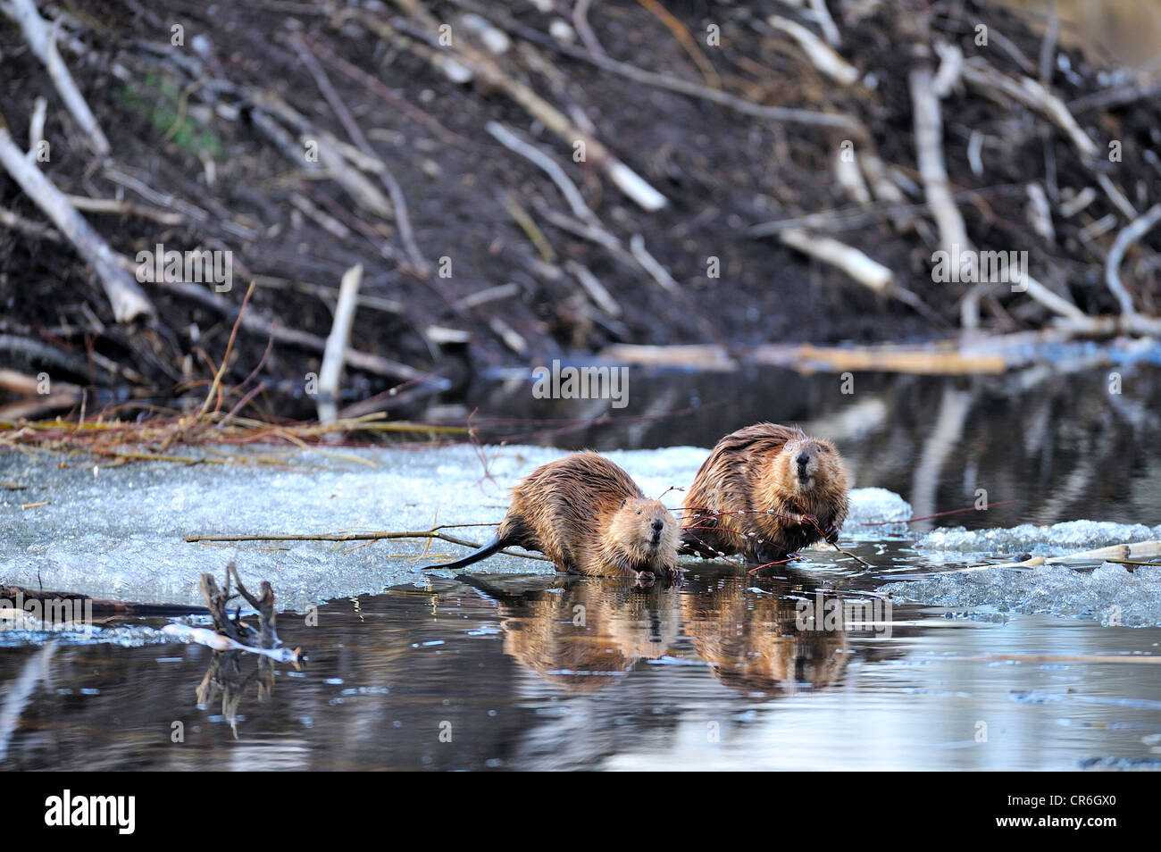 Zwei Biber auf einem Stück des Schmelzens Frühling Eis vor ihrer Hütte Fütterung auf einige Weidenruten Stockfoto