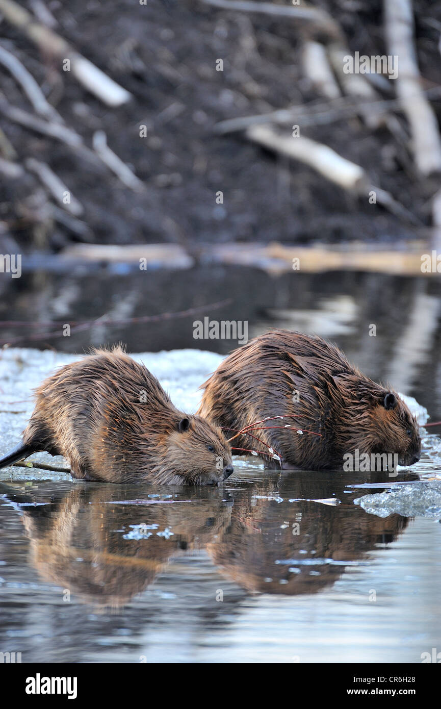 Zwei Biber auf die Eisschmelze Frühling Fütterung auf einige frische Weidenzweige. Stockfoto