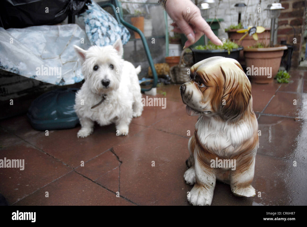 Hund sieht Statue Cane Che Guarda Una statua Stockfoto