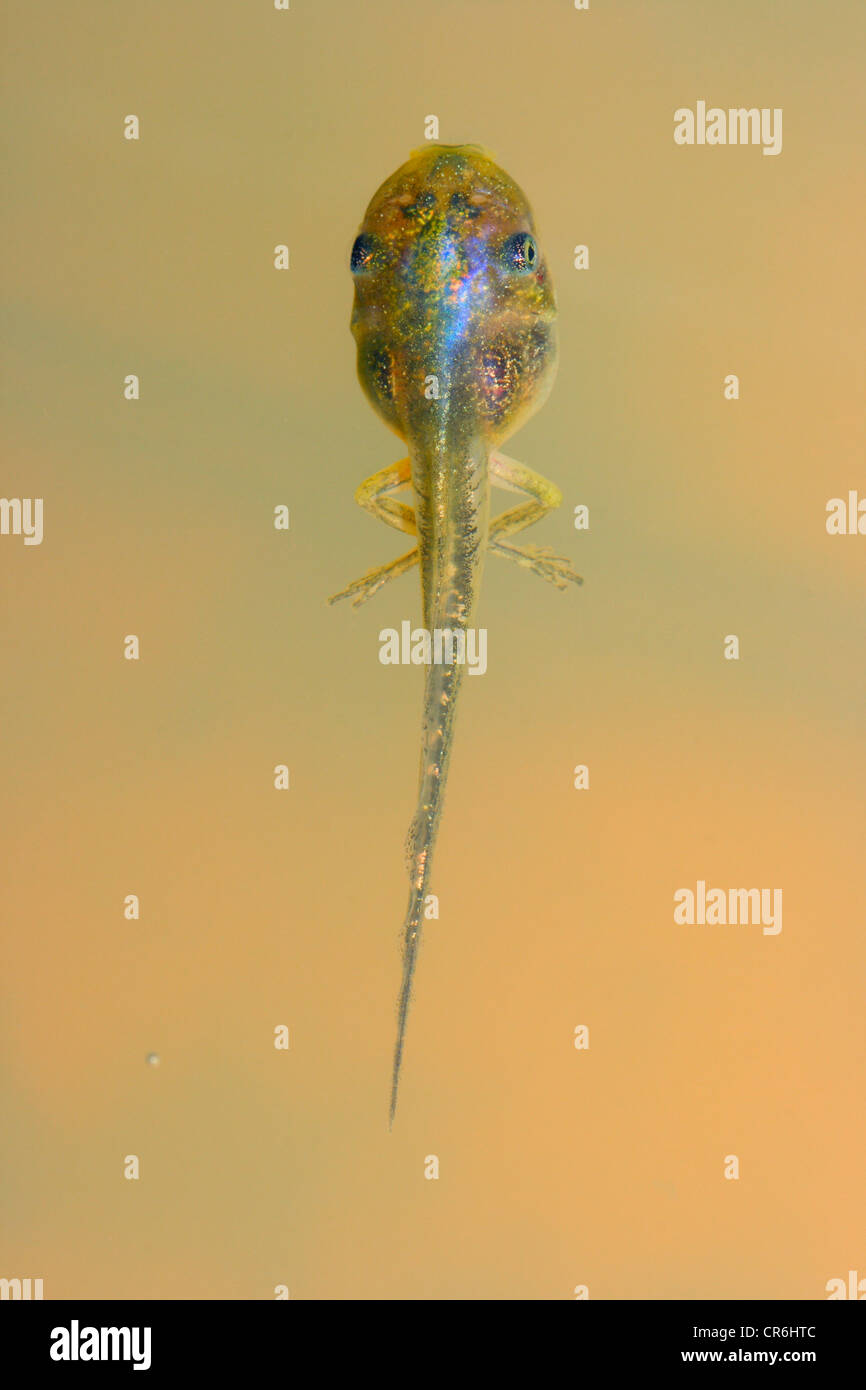 Stripeless Laubfrosch, Hyla Meridionalis. Kaulquappe mit Beinen am Teich Oberfläche Stockfoto