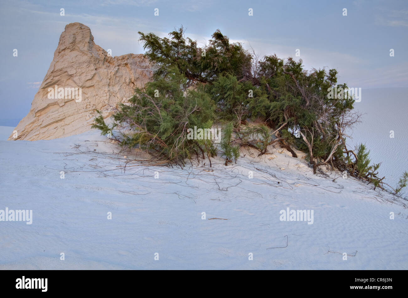 Pflanzen Sie Sockel und Salz Zeder, (Tamarix Gallica), White Sands National Monument, Otero county, New Mexico, USA. Stockfoto
