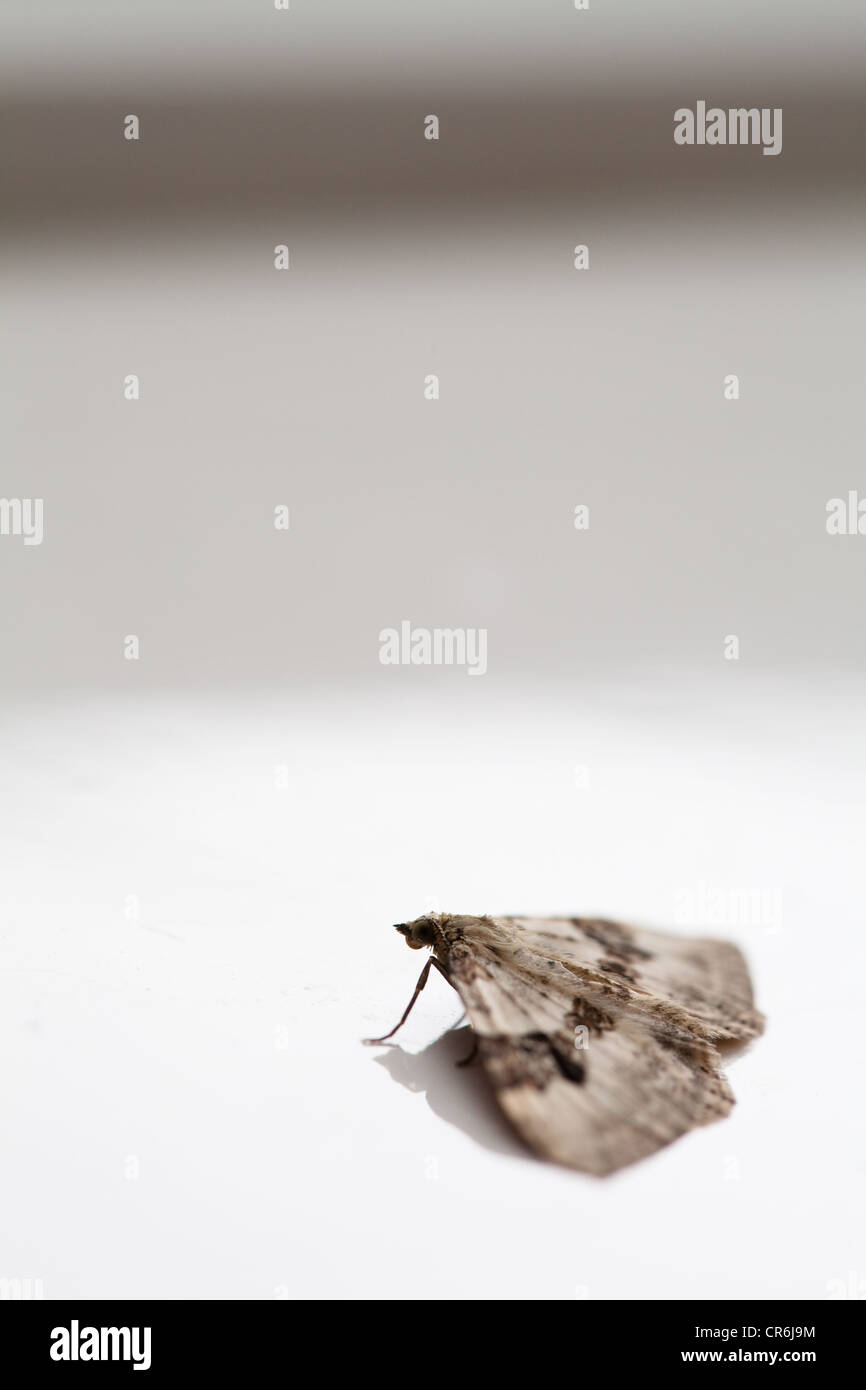 Silbernen Boden Teppich Moth (Xanthorhoe Montana) etwa die Flucht zu ergreifen Stockfoto