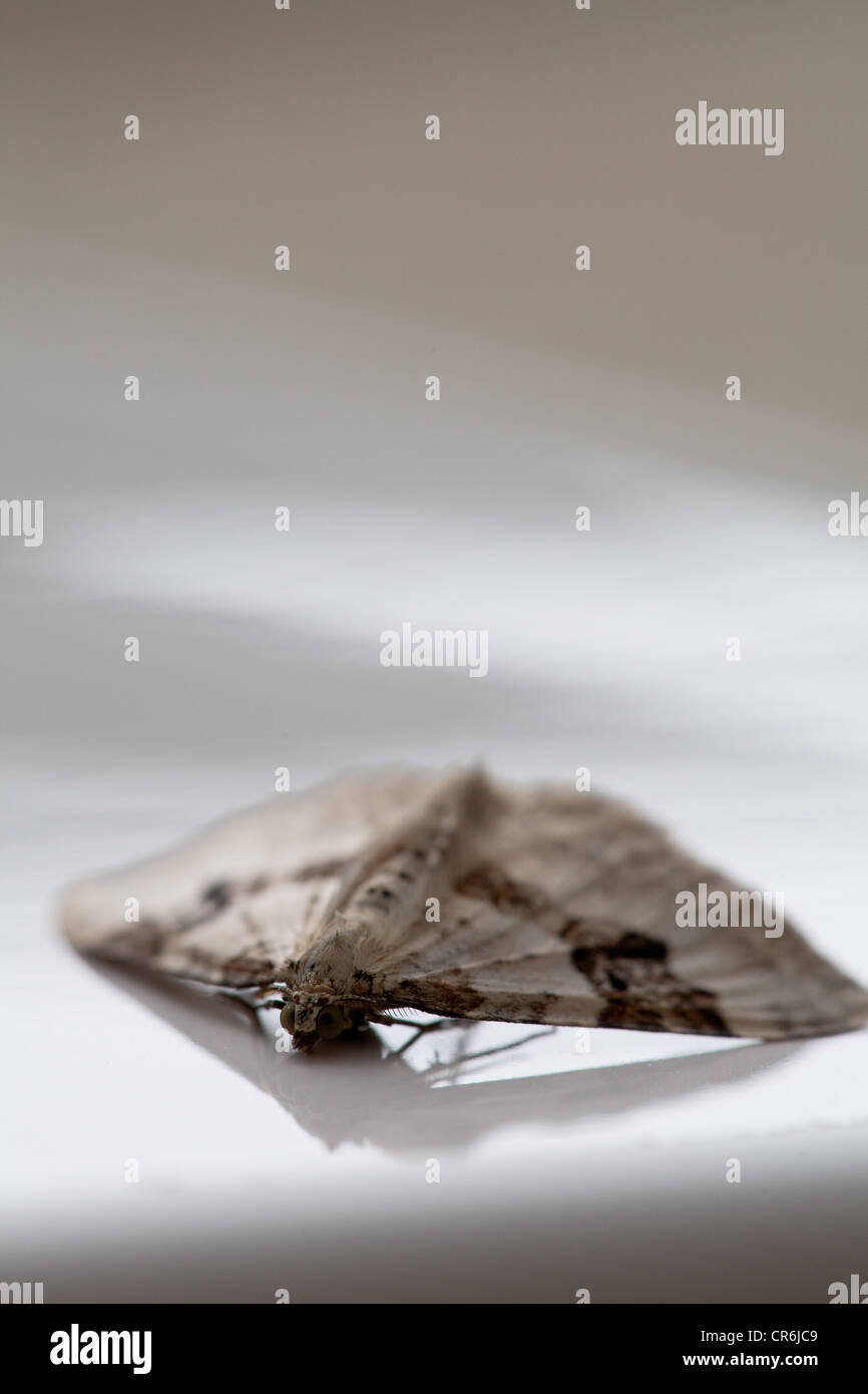 Silbernen Boden Teppich Moth (Xanthorhoe Montana) fallenden vorwärts auf weißem Hintergrund mit Reflexion. Stockfoto