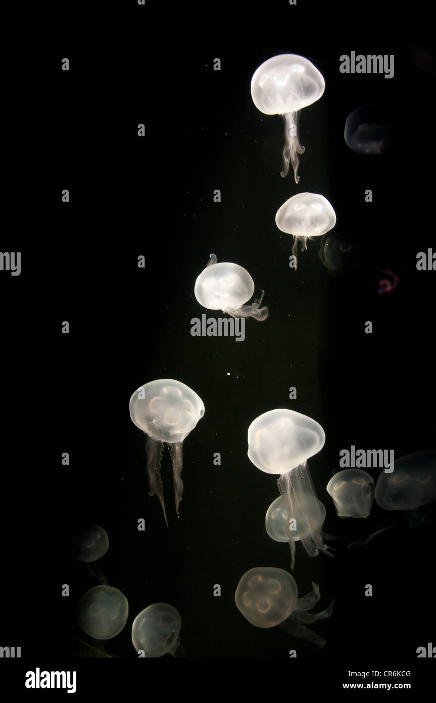 Mond-Quallen lite mit Schwarzlicht Karosseriestruktur zeigen Stockfoto