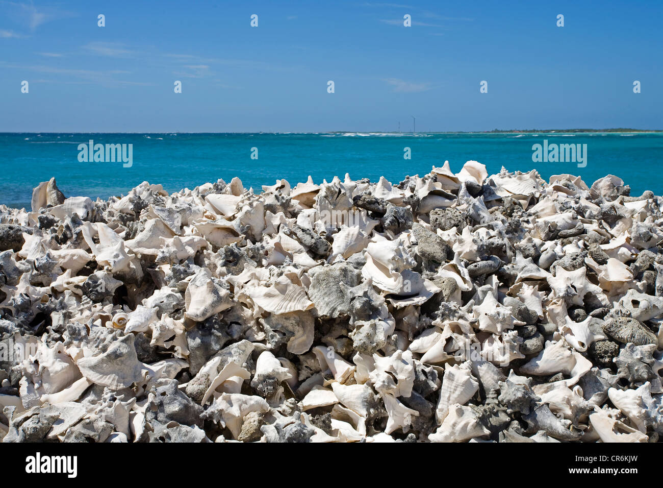 Queen Shell Muscheln Pile Caribbean Conch Shells Stockfotos und -bilder Kaufen - Alamy