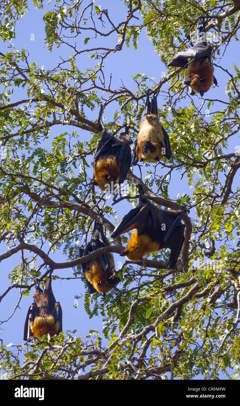 Madagassische flying Fox, Madagaskar-Flughund oder Madagaskar-Flughund (Pteropus Rufus), eine Art von Megabat Schlafplatz in den Bäumen Stockfoto