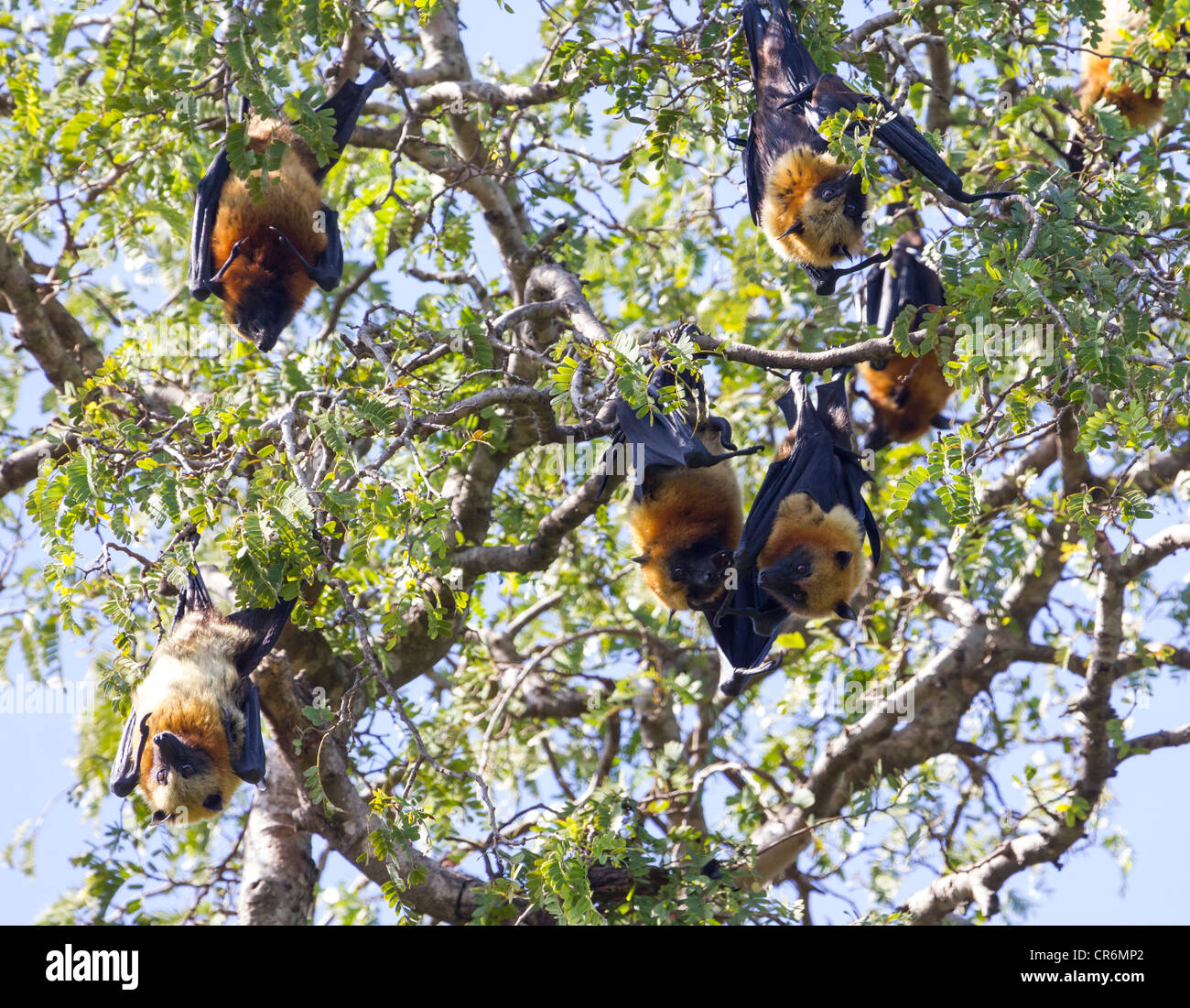 Madagassische flying Fox, Madagaskar-Flughund oder Madagaskar-Flughund (Pteropus Rufus), eine Art von Megabat Schlafplatz in den Bäumen Stockfoto