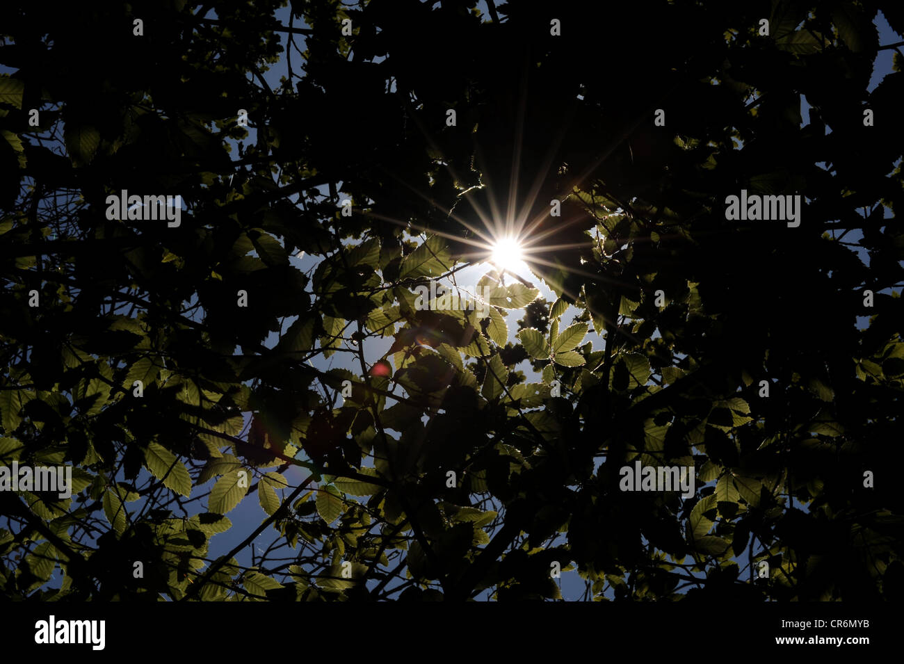 Sonnenschein durchbricht eine dunkle Haube der Blätter Stockfoto